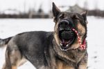USA-K9 Magnum Stars and Stripes Rubber Dog Toy | K9 Handler Reward Toy | USA Made