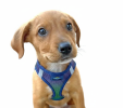 American River Choke Free Dog Harness Ombre Collection