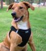 American River Solid Ultra Choke Free Dog Harness
