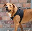 American River Solid Ultra Choke Free Dog Harness