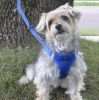 American River Solid Ultra Choke Free Dog Harness