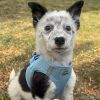 American River Solid Ultra Choke Free Dog Harness