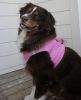 American River Solid Ultra Choke Free Dog Harness