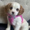 American River Solid Ultra Choke Free Dog Harness