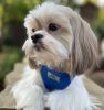 American River Solid Ultra Choke Free Dog Harness