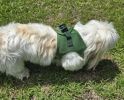 American River Solid Ultra Choke Free Dog Harness