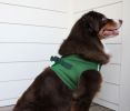 American River Solid Ultra Choke Free Dog Harness