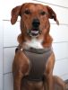 American River Solid Ultra Choke Free Dog Harness