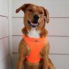 American River Solid Ultra Choke Free Dog Harness
