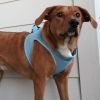American River Solid Ultra Choke Free Dog Harness