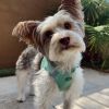 American River Solid Ultra Choke Free Dog Harness