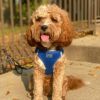 American River Solid Ultra Choke Free Dog Harness