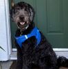 American River Solid Ultra Choke Free Dog Harness