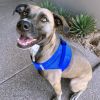 American River Solid Ultra Choke Free Dog Harness