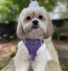 American River Solid Ultra Choke Free Dog Harness