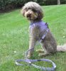 American River Solid Ultra Choke Free Dog Harness