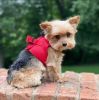 American River Solid Ultra Choke Free Dog Harness