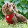 Wrap and Snap Choke Free Dog Harness by Doggie Design