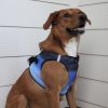 American River Choke Free Dog Harness Ombre Collection