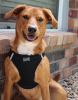 American River Solid Ultra Choke Free Dog Harness