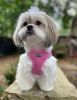 American River Solid Ultra Choke Free Dog Harness
