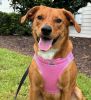 American River Solid Ultra Choke Free Dog Harness