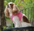 American River Solid Ultra Choke Free Dog Harness