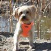 American River Solid Ultra Choke Free Dog Harness