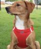 American River Solid Ultra Choke Free Dog Harness