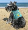 Cool Mesh Dog Harness with Leash