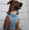 American River Solid Ultra Choke Free Dog Harness