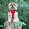 American River Solid Ultra Choke Free Dog Harness