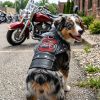 Biker Dawg Motorcycle Dog Jacket