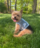 Cool Mesh Dog Harness with Leash