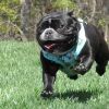Wrap and Snap Choke Free Dog Harness by Doggie Design